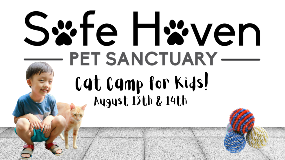 Cat Camp for Kids! Safe Haven Pet Sanctuary