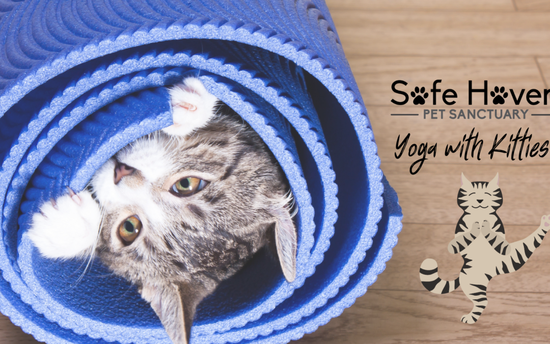 Yoga With Kitties