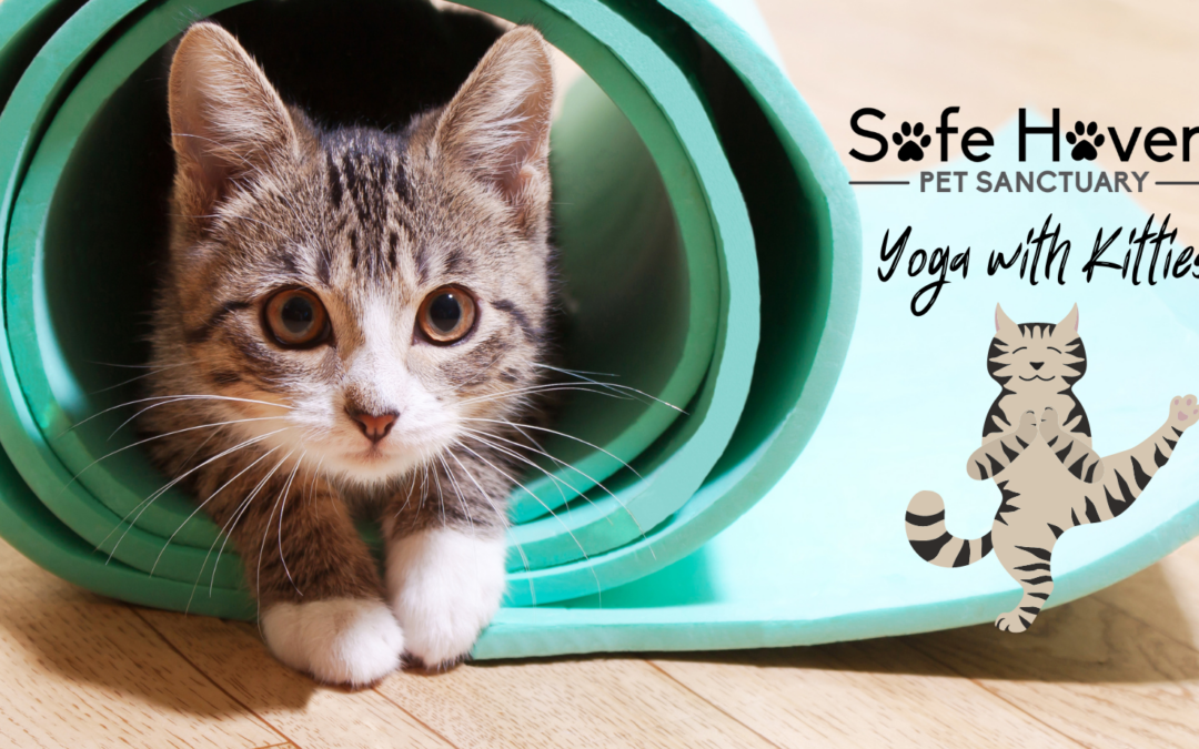 Yoga with Kitties!
