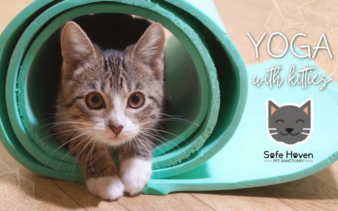 Yoga with Kitties