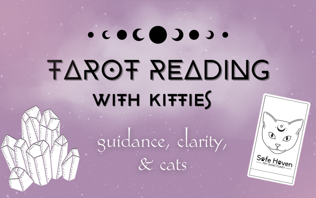 Tarot Reading With Kitties