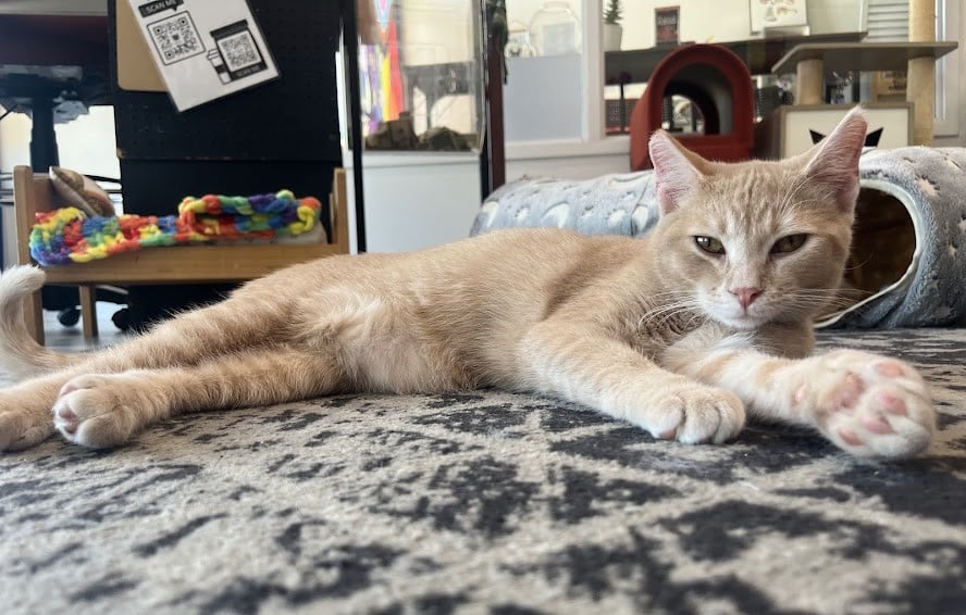 ASLAN THE UNDYING
