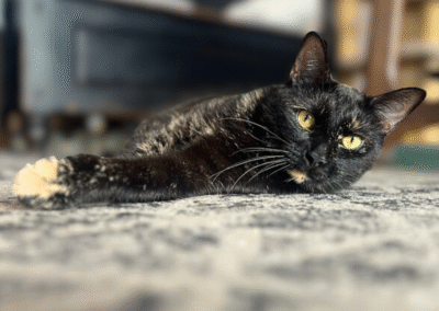 GIZMO
