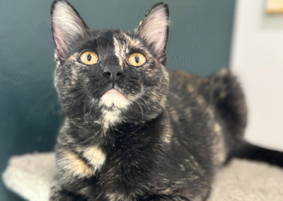 PEPPER