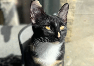 CALIXIE