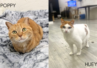 POPPY & HUEY