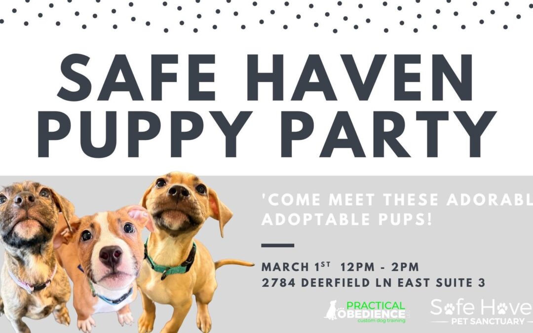 Safe Haven Puppy Party: Meet Adoptable Pups