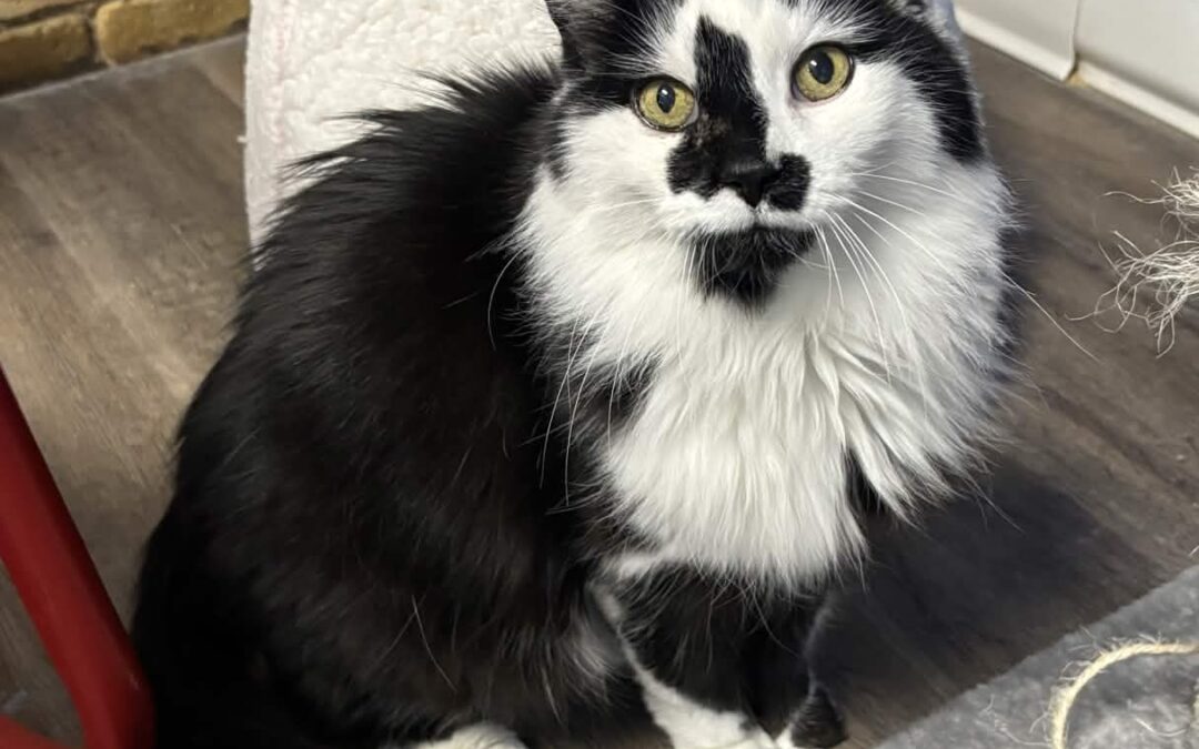 FLUFFY