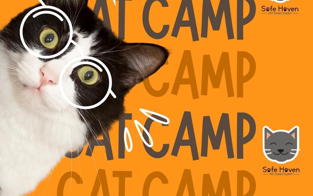 Cat Camp | August 1st: Ages 4-8 / August 2nd: Ages 9-12